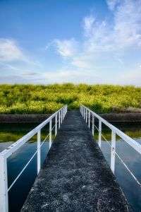中山川西岸堤防の菜の花畑