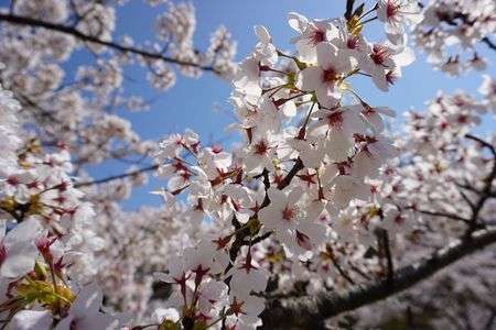 2021年ご近所桜（満開）