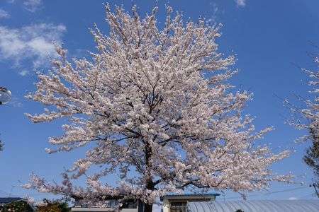 2021年春_桜