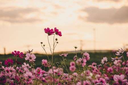 夕暮れにコスモス