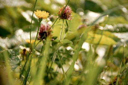 flower daily diary 0804