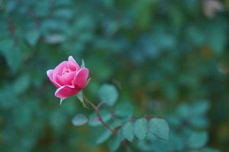 秋晴れと秋バラ　その２