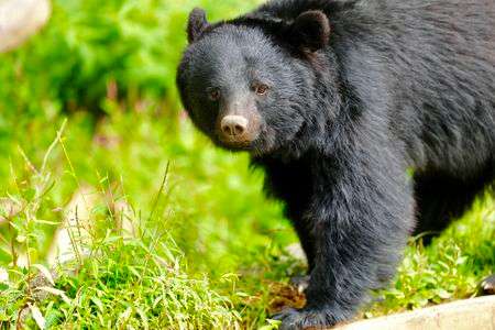 盛岡市動物公園 ZOOMO初来園