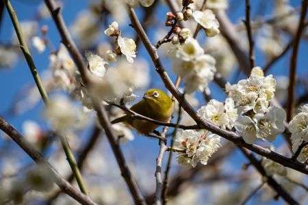 梅とメジロ