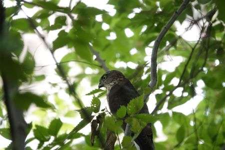 散歩道で出会った#ツミ#