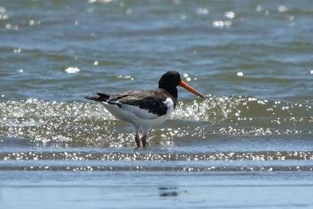 満潮に何を想う　#ミヤコドリ#