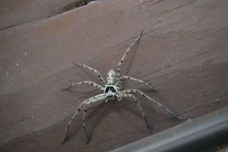 見た目が悪いですが益虫？