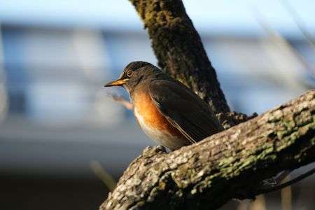 アカハラ殿御帰還