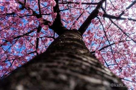 見上げてごらん