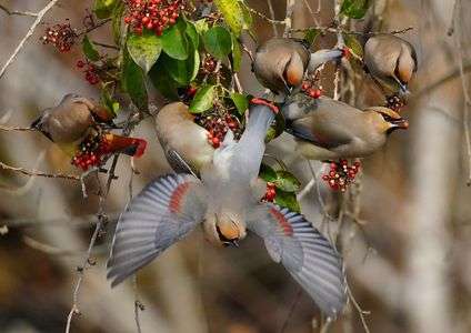 「#野鳥講評希望」ヒレンジャクの舞