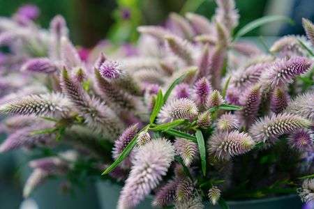 Light purple smile ;)