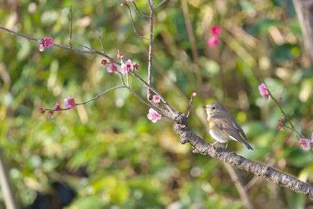 ルリ子！#ルリビタキ#