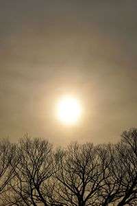 夕暮れと枯木のコントラスト