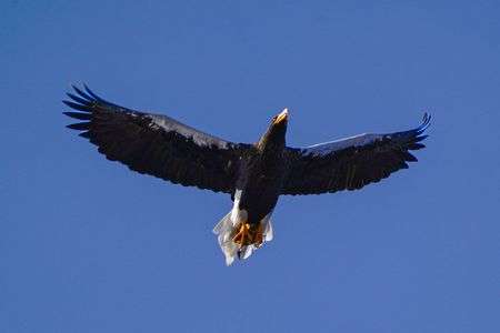 琵琶湖のオオワシ獲物ゲット#生きもの_一般#