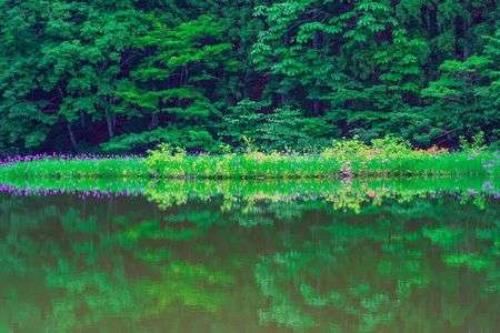 カキツバタが咲く池