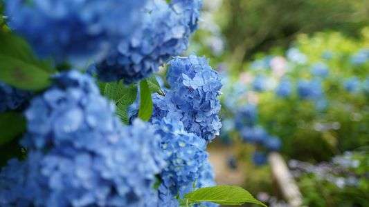 普門寺のアジサイ