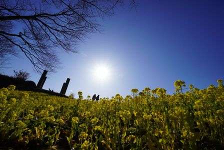 菜の花