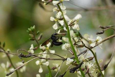 真っ黒な蜂