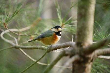 ヤマガラちゃん