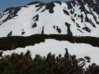 雷鳥と雪解けの立山