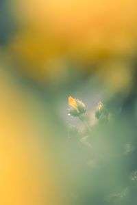 雨の日のバラ園で（もも先生の写真撮影講座）