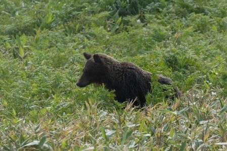知床半島の生き物たち