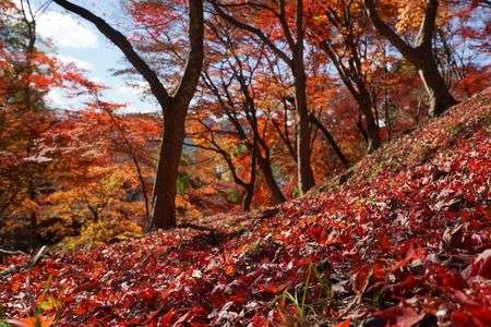 主役は落ち葉に！