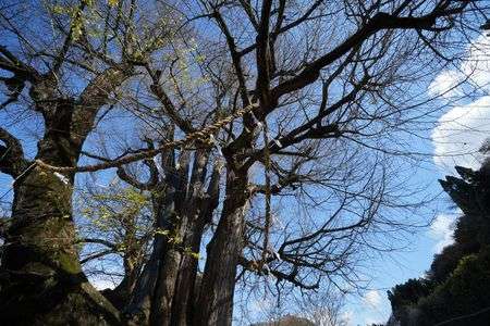 晩秋・佐用の大イチョウ