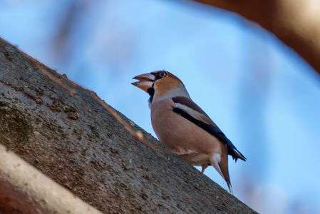 久しぶりのシメさん