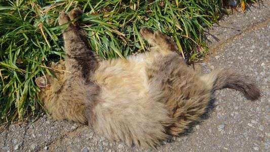 自由ってこういうこと