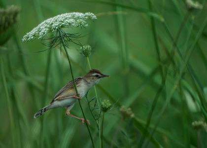 セッカの飛び出し