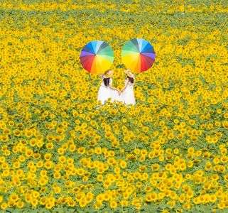 ひまわりの丘で