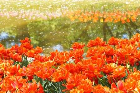 チューリップ20210411-03