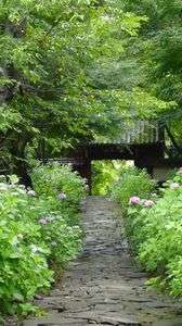 石畳の紫陽花や