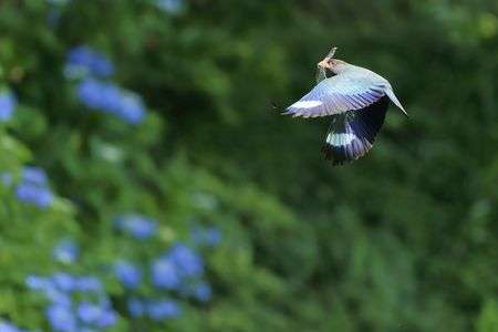 ブッポウソウオニヤンマと紫陽花