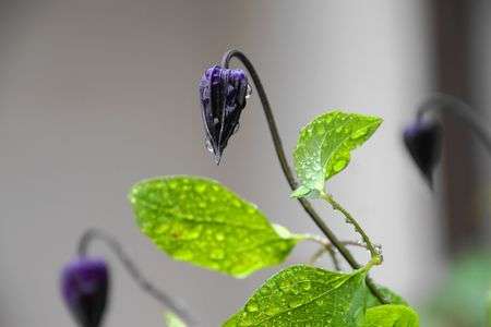 雨上がりの水玉