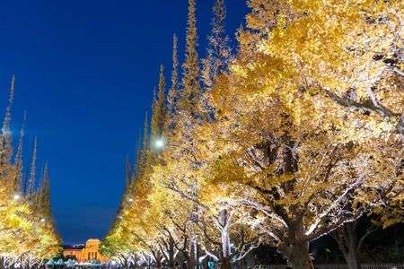 ライトアップ -②