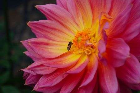 ダリアにいる至福な時間