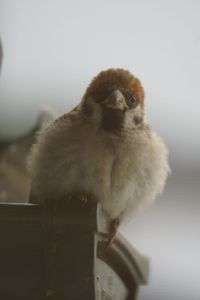 目が合ったのね