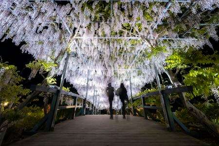 白藤の橋を渡る