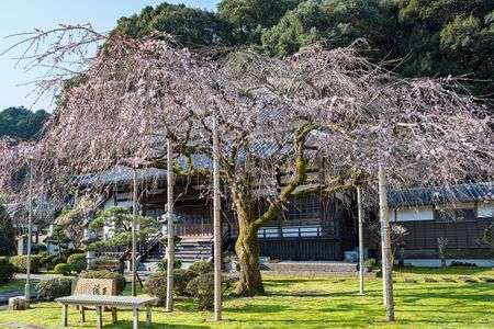 寺院に咲く枝垂れ桜