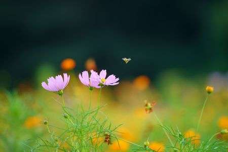 #カレンダー2025# 浜離宮