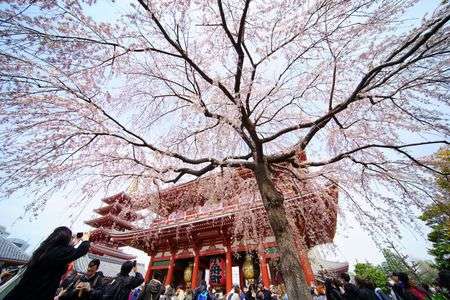 浅草寺枝垂桜