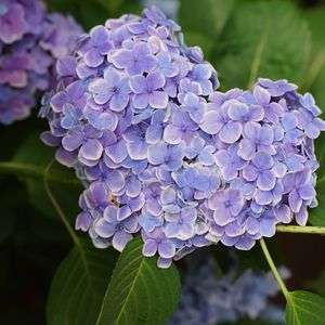 あじさい@日本寺