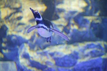 スイスイぺんぎん