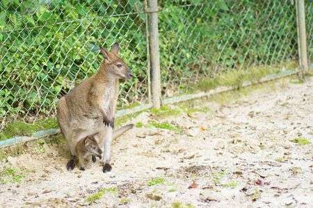 おかあさんといっしょ