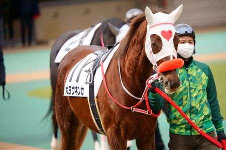 カヨウネンカちゃん