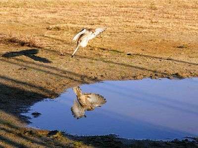 チョウゲンボウ