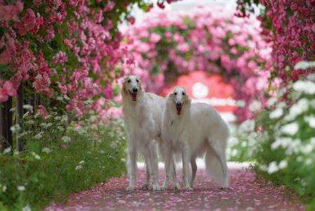 華麗なる犬#カレンダー2025#