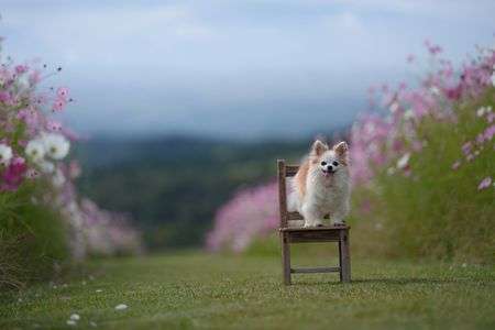 コスモス　大好き　♯カレンダー2025